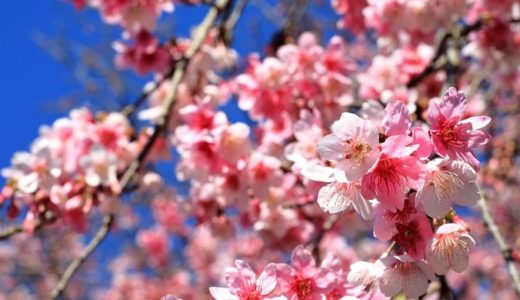寒桜(カンザクラ)の花言葉と由来！開花時期と名所はココ！！