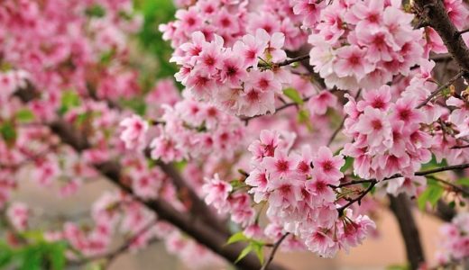 桜の花言葉「私を忘れないで」が怖い?品種別の意味も一発チェック!!