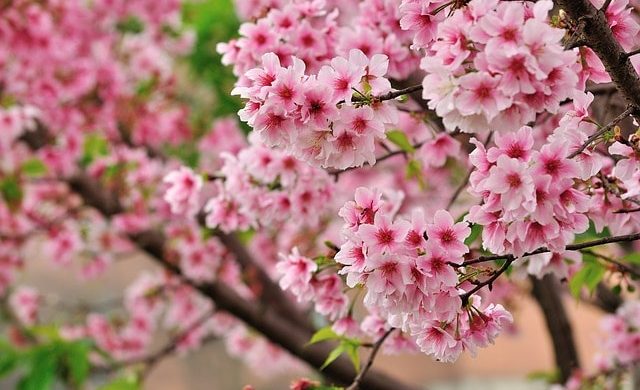 桜の花言葉 私を忘れないで が怖い 品種別の意味も一発チェック 花言葉マップ