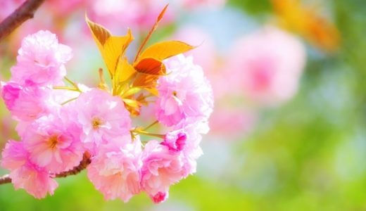八重桜/牡丹桜の花言葉の由来【花見前に知っておきたい3つ意味】