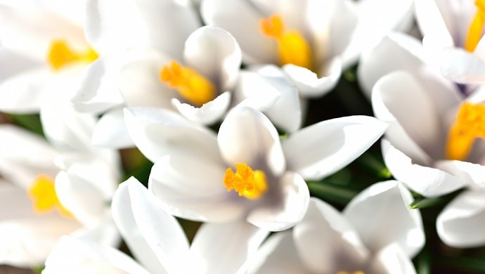 クロッカスの花言葉は怖い 白などの色別で7つの意味を紹介 ページ 3 花言葉マップ