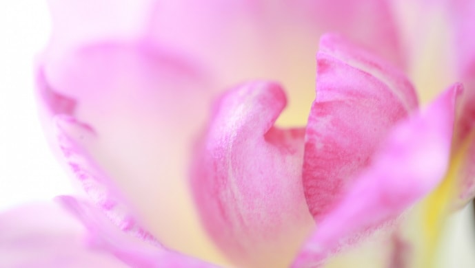 フリージアの花言葉と由来 白やピンクなど色別での意味 ページ 2 花言葉マップ