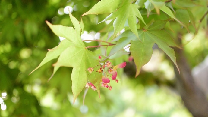 楓の花言葉の意味が怖い 名前の由来や紅葉 モミジ との違い 花言葉マップ