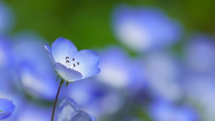 ネモフィラの花言葉と由来 青い可憐な花に込めた8の意味 花言葉マップ