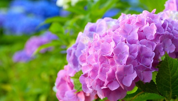 紫陽花の花言葉は怖い 青や赤など色によって意味が違う 花言葉マップ