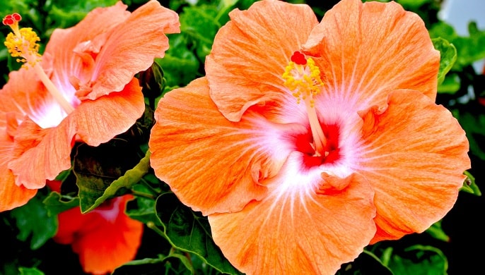 無料ダウンロードハイビスカス 花 言葉 ピンク 最高の花の画像