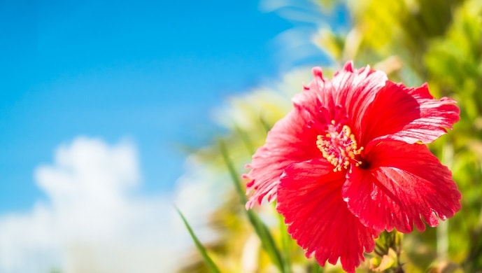 ハイビスカスの花言葉の意味 赤やピンクなど色別で11個紹介 花言葉マップ