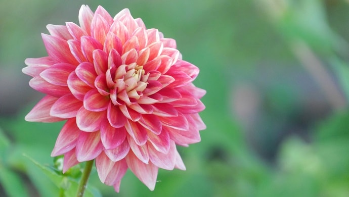 トップ100 ダリア 花 言葉 ピンク 最高の花の画像