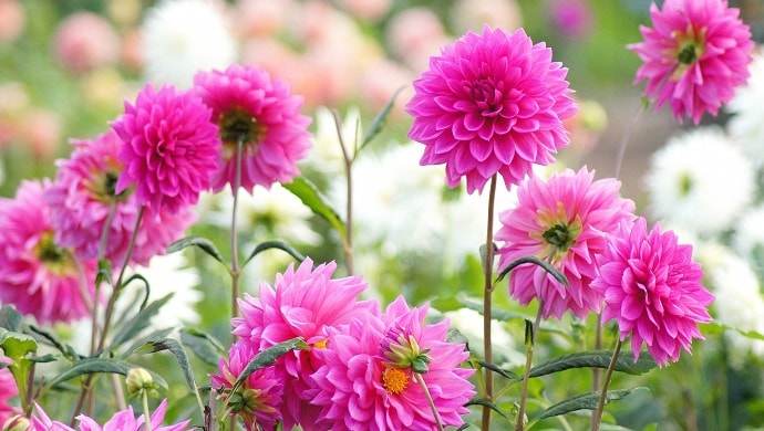 トップ100 ダリア 花 言葉 ピンク 最高の花の画像