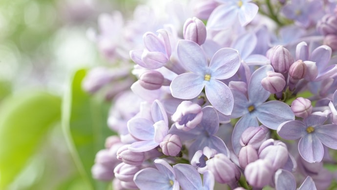 ライラックの花言葉19個 紫や白で真逆の意味だった 花言葉マップ