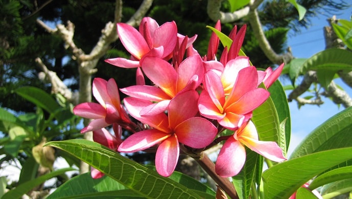 プルメリアの花言葉は怖い ハワイの花に込められた12の意味 花言葉マップ