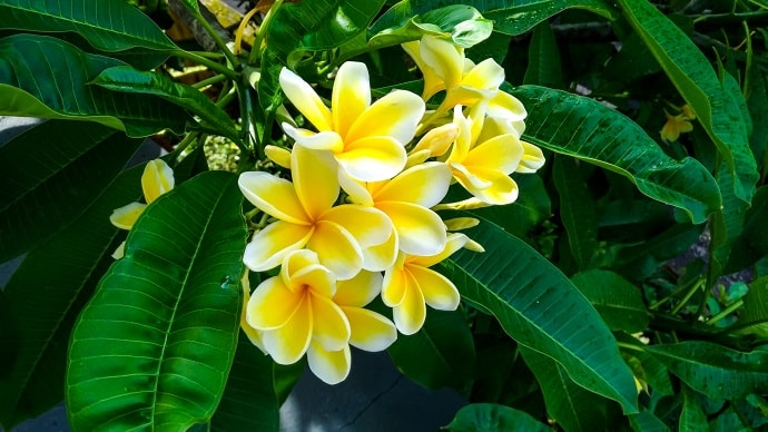 プルメリアの花言葉は怖い ハワイの花に込められた12の意味 ページ 2 花言葉マップ