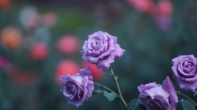 最も選択された 紫の薔薇 花言葉 怖い 9143 紫の薔薇 花言葉 怖い