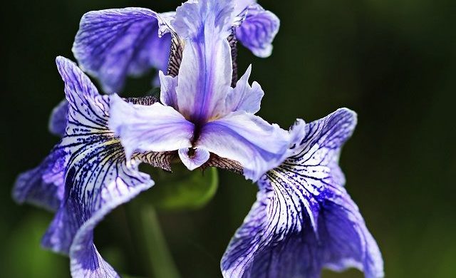 あやめ 菖蒲 の花言葉は怖い 白や紫の色別で意味が違う 花言葉マップ