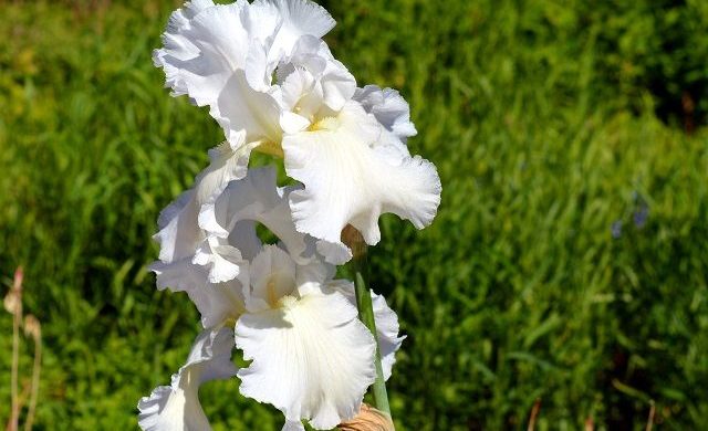 あやめ 菖蒲 の花言葉は怖い 白や紫の色別で意味が違う ページ 3 花言葉マップ