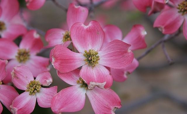 ハナミズキの花言葉の意味が怖い ピンクや白の色別もチェック 花言葉マップ