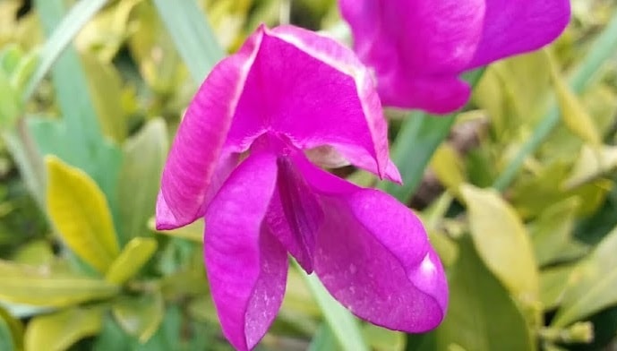 ピンクのスミレの花