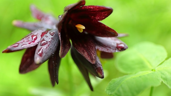 クロユリ 黒百合 の花言葉の怖い意味 由来になった２つの伝説 ページ 3 花言葉マップ