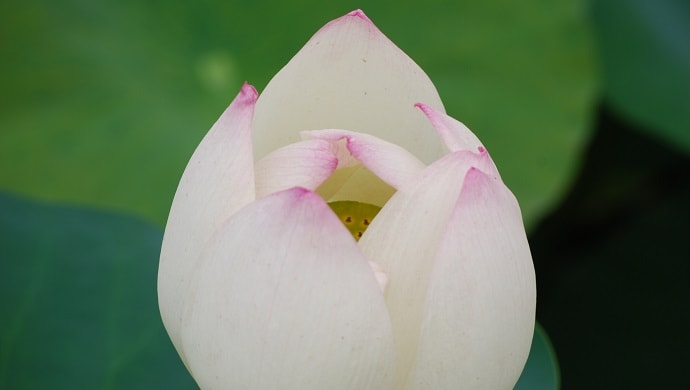 蓮 ハス の花言葉の意味が怖い 花に込められた７つの意味を紹介 花言葉マップ