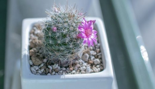 仙人掌(サボテン)の花言葉は意外と素敵！知っておきたい7つの意味！！