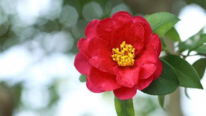 赤い山茶花