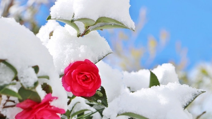 雪と赤い山茶花