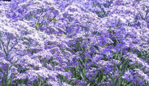 紫苑(シオン)の花言葉と由来！紫の花に込められた儚い意味