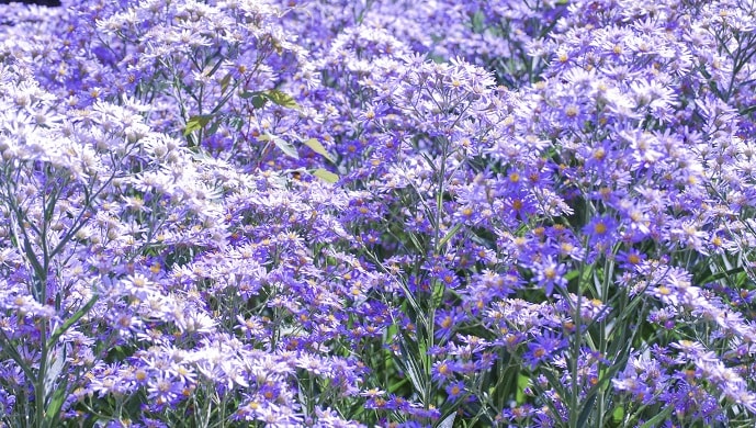 紫苑 シオン の花言葉と由来 紫の花に込められた儚い意味 花言葉マップ