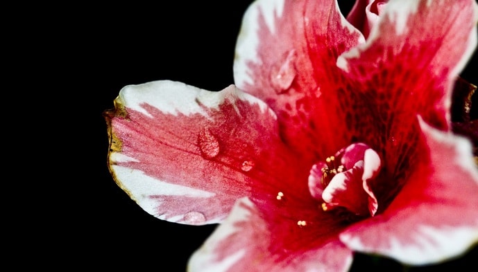 水滴とアザレアの花